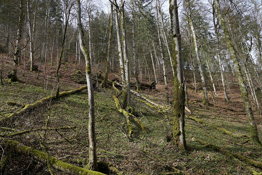 forest, tree, nature, fridingen, germany, tribe, danube valley HD wallpaper