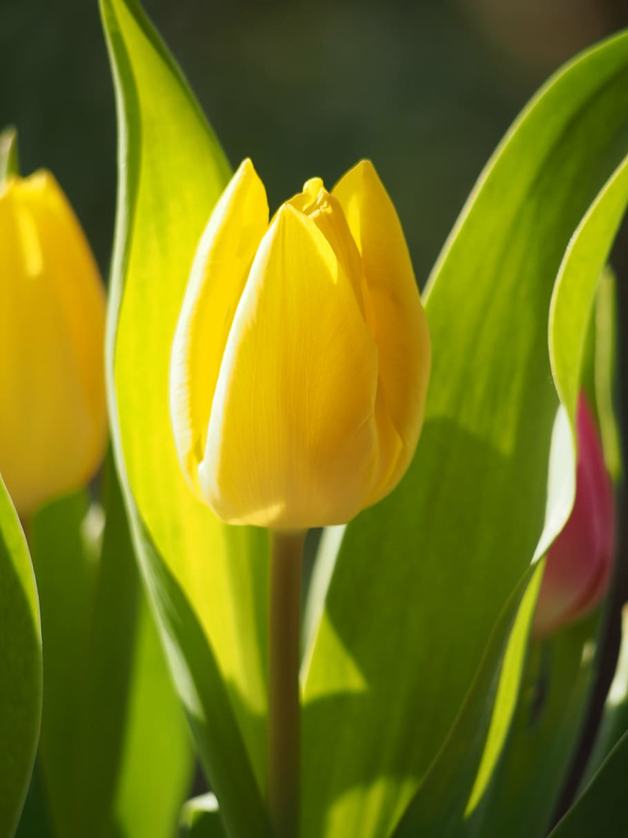 tulip, meadow, bed, green, blossom, bloom, garden, flowers HD wallpaper