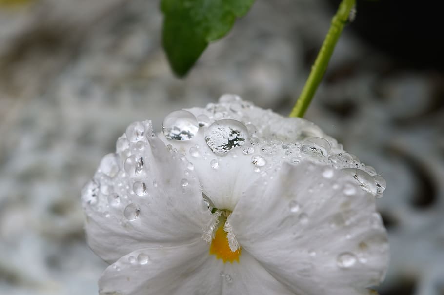 nature, plant, nice, sheet, white, flower, violet, white flower HD wallpaper