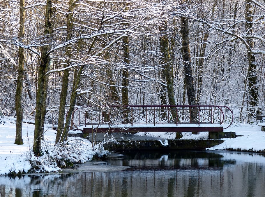 winter, snow, trees, pond, bridge, snowy, white, nature, park HD wallpaper