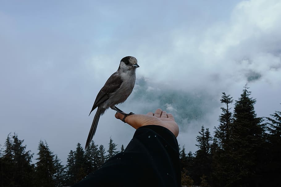 bird on person's thumb during daytime, white and black bird on person hand HD wallpaper