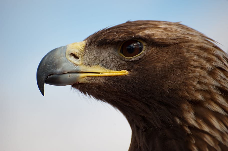 Eagle, Head, Profile, Bird, Raptor, eagle head, predator, eye HD wallpaper