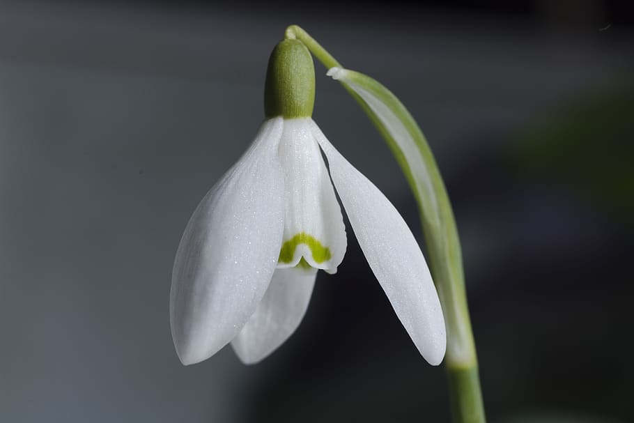 flower, snowdrop, spring, nature, floral, seasonal, freshness HD wallpaper