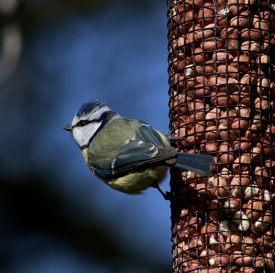 blue tit, bird, fly, peanuts, one animal, animal themes, animals in the wild HD wallpaper