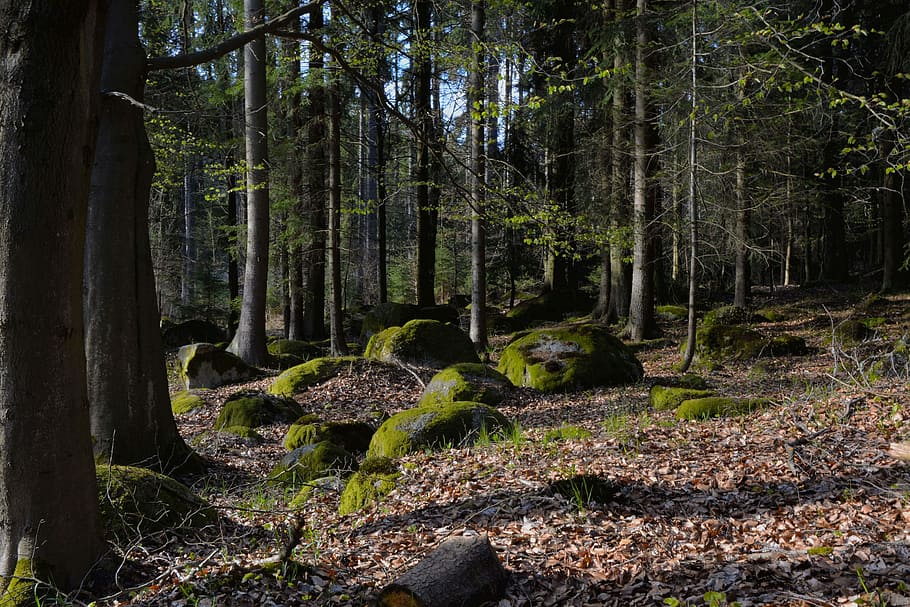 Forest, Stone, Tree, Outdoor, Landscape, nature, no people HD wallpaper
