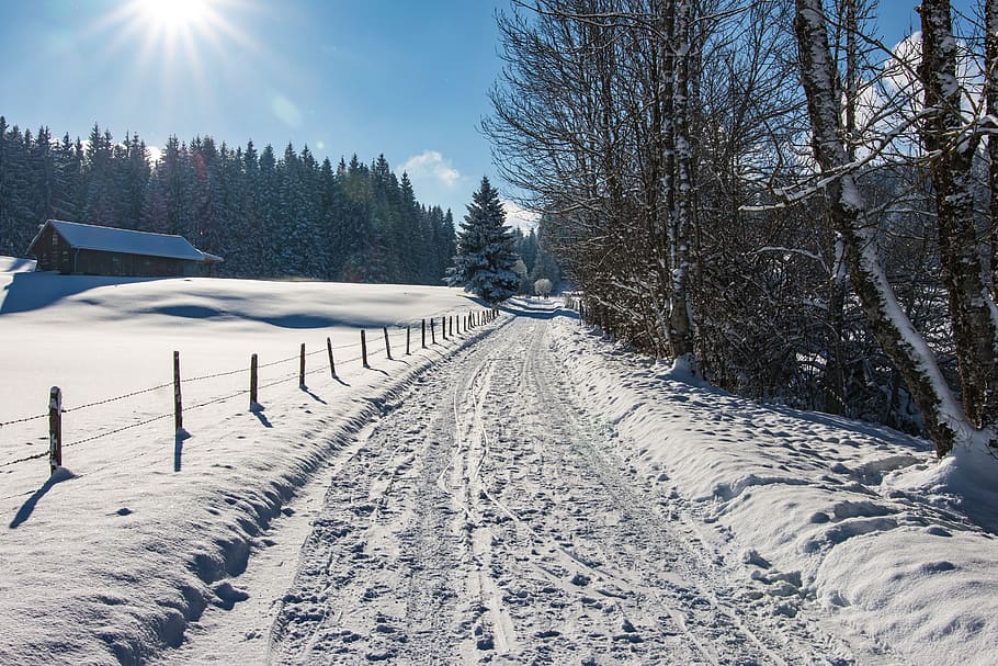 Winter, Winter, Way, Snow, Forest, Wintry, winter way, cold HD wallpaper
