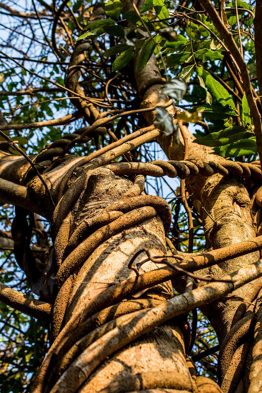 Creeper, Log, Tree, Bark, Climber, Liane, low angle view, nature HD wallpaper