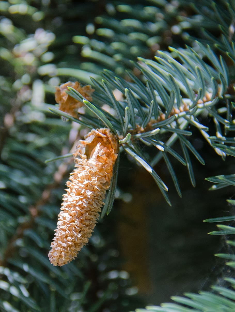 spruce, tree, conifer, pine cone, needles, branch, outdoors HD wallpaper