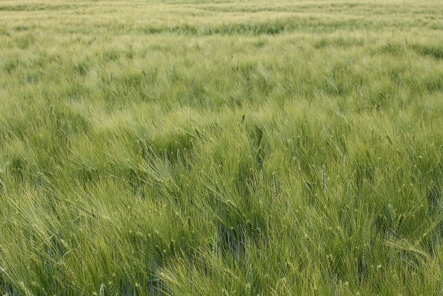 Barley, Close, Awns, Field, summer, billowy, wide, mature, biological HD wallpaper