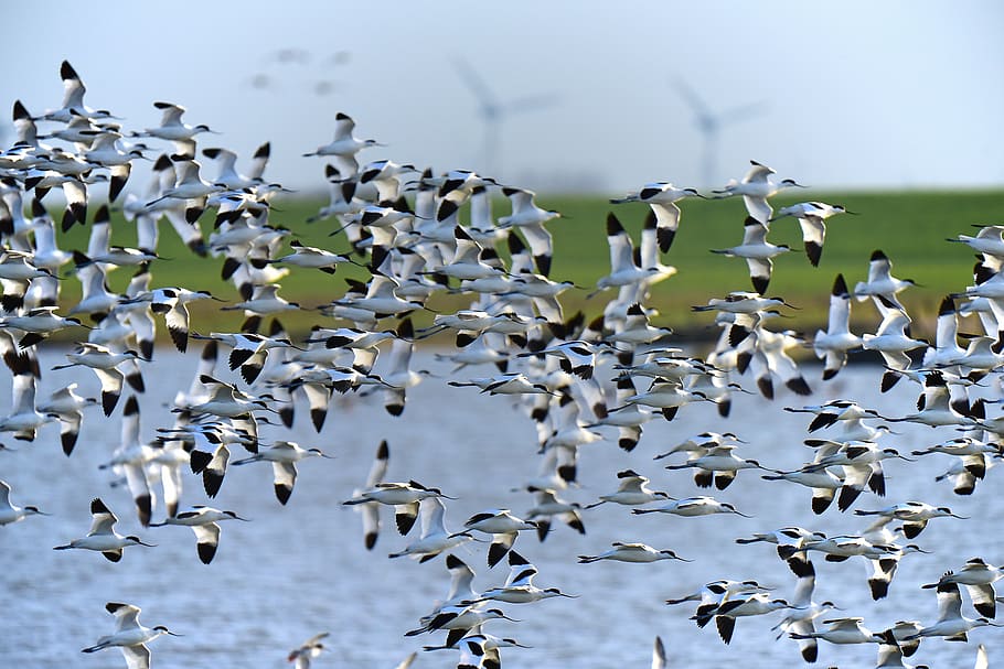 avocet, north sea, bird migration, flock Of Birds, flying, animal, HD wallpaper