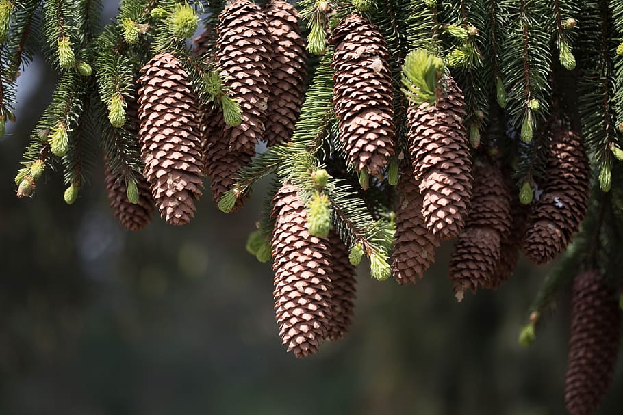 fir, tap, forest, nature, tree, fir Tree, coniferous Tree, christmas HD wallpaper