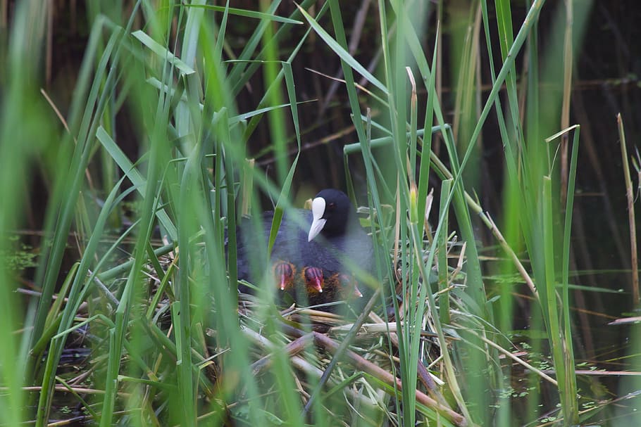 coot, ready, bird, denmark, cubs, natural, å, bog, water, danish HD wallpaper