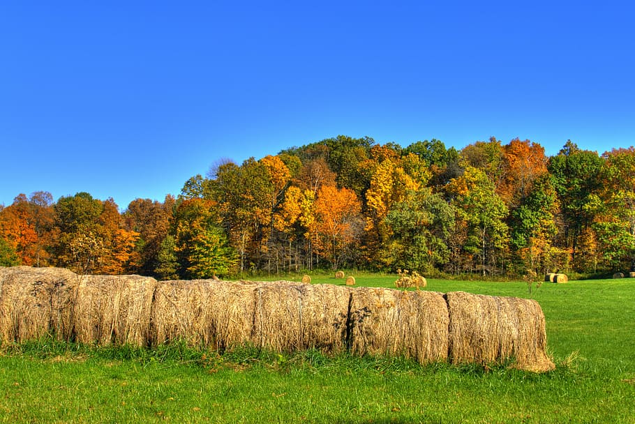 bale, hay, straw, rural, farm, harvest, sky, landscape, countryside HD wallpaper