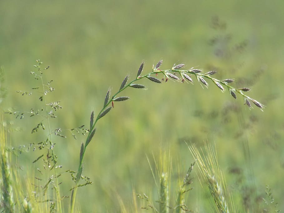 summer, meadow, grasses, herbs, fields, flora, nature, plant HD wallpaper