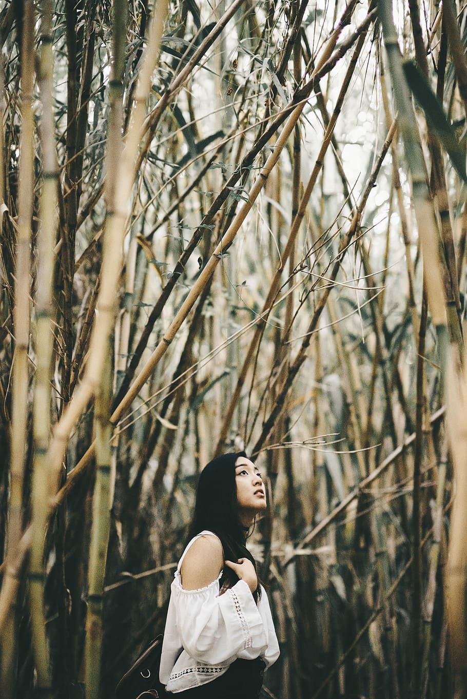 Hd Wallpaper Woman In White Cold Shoulder Top Standing Inside Bamboo Forest Woman Under Brown 4810