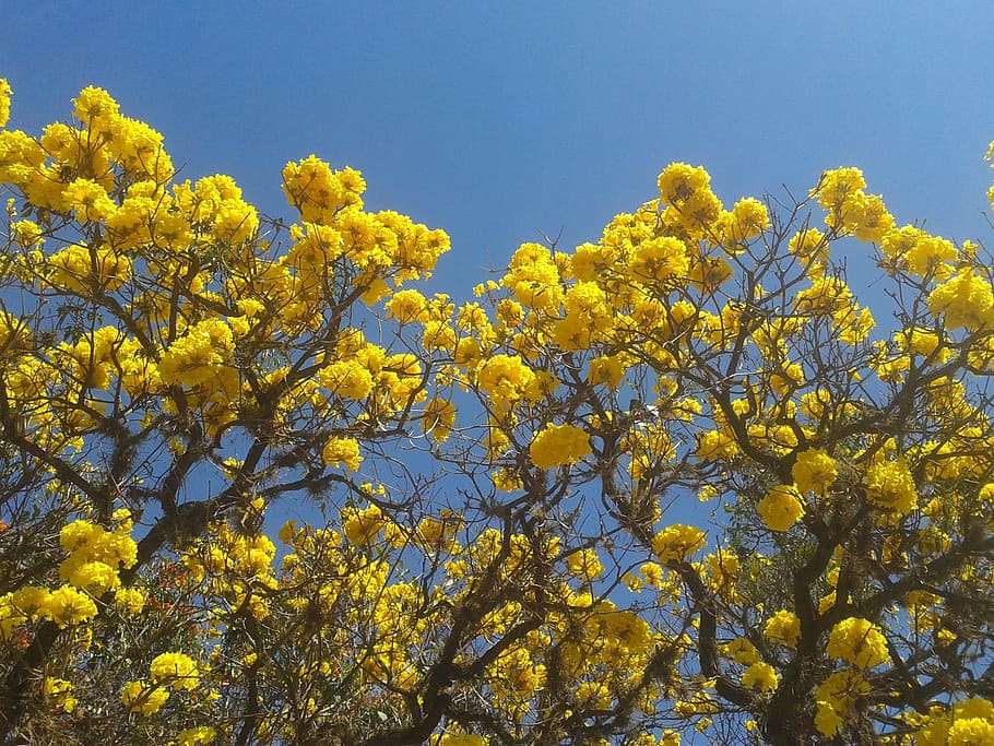 flowers, road, trees, plant, yellow, beauty in nature, growth HD wallpaper