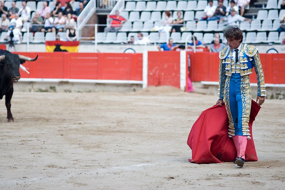 matador taunting bull during daytime, torero, arena, spanish, HD wallpaper