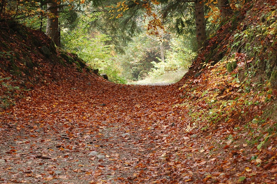 landscape, nature, tree, field, forest, autumn, leaf, season HD wallpaper