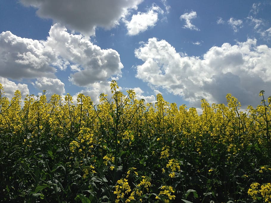 Rape, Field, Clouds, Landscape, turnip rape, agriculture, rapeseed field HD wallpaper