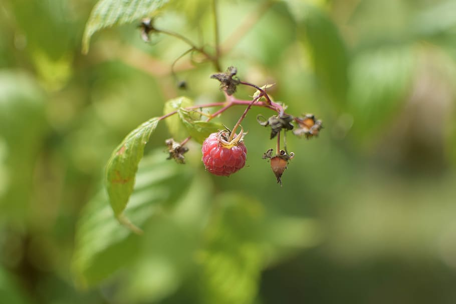 Raspberry, Red Fruit, Red, Food, vitamins, power, dietetic HD wallpaper