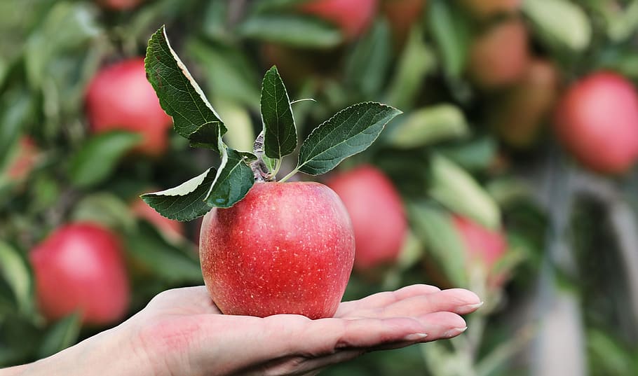 red apple on person's left hand in shallow focus photography HD wallpaper