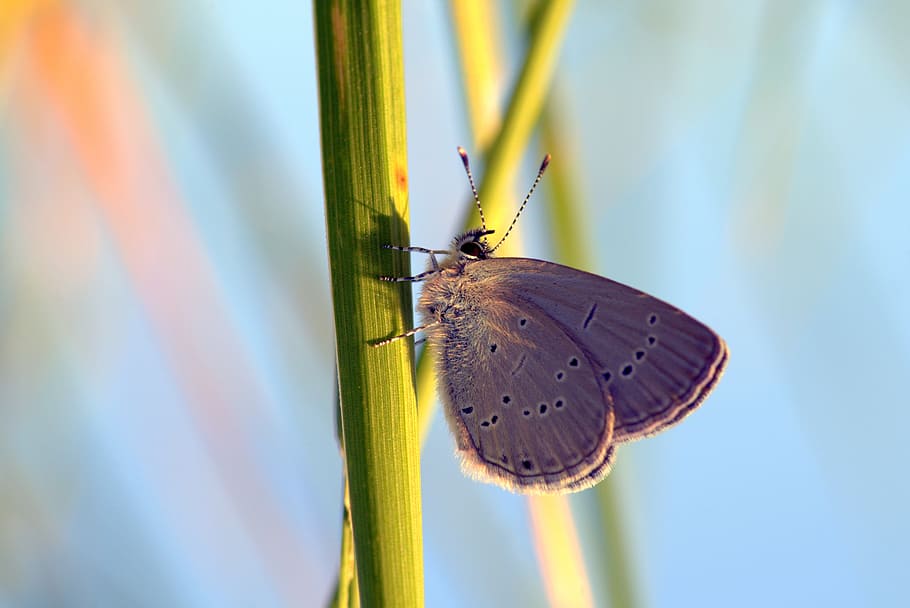 butterfly, modraszek, meadow, insect, grass, green, plant, blade HD wallpaper