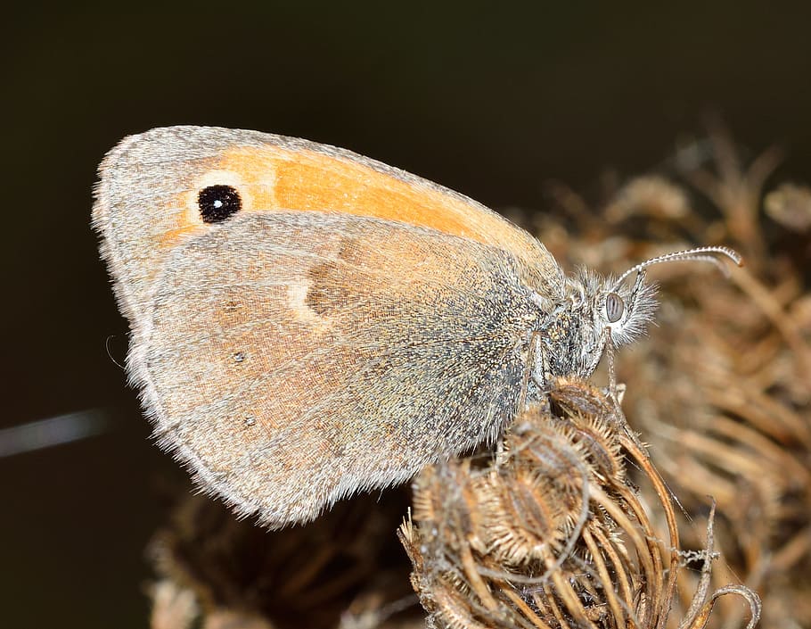 Insects, Butterfly, Lepidoptera, Macro, nature, butterfly - Insect HD wallpaper