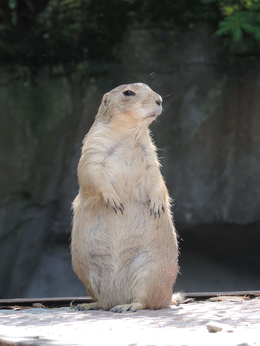 Wallpaper light, nature, the dark background, gopher, Prairie dog, chubby  for mobile and desktop, section животные, resolution 2048x1365 - download