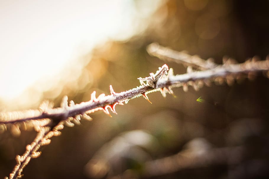 Morning Dew Detail in the Forest, nature, tree, close-up, branch HD wallpaper