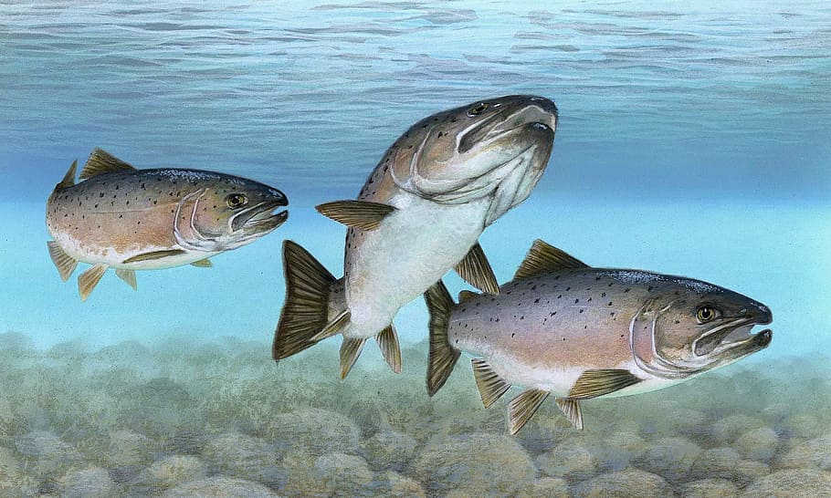 HD wallpaper: Atlantic Salmon in a Group -- Salmo salar, animal ...