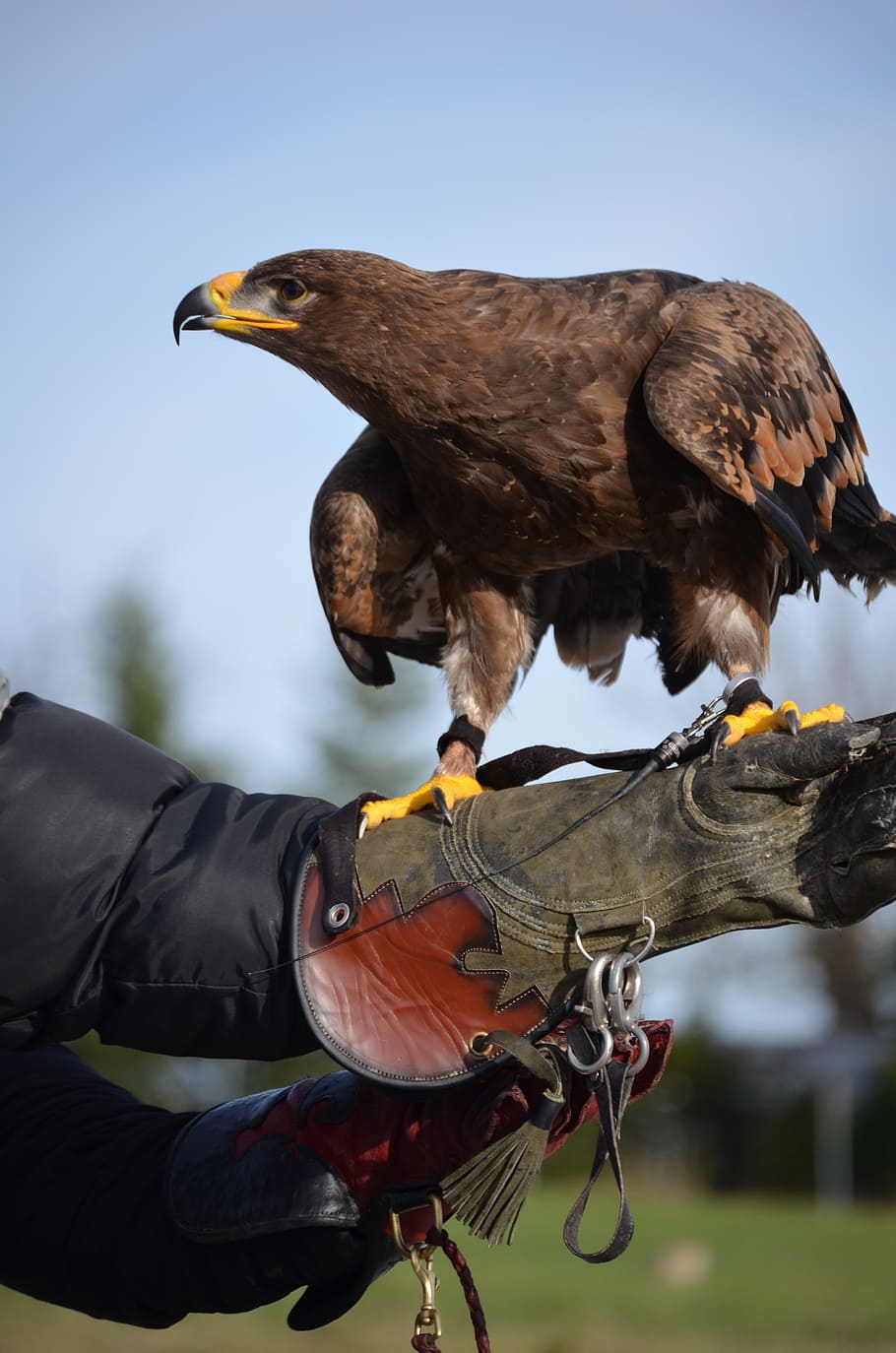 adler, brown eagle, bird, vertebrate, animal wildlife, human hand HD wallpaper