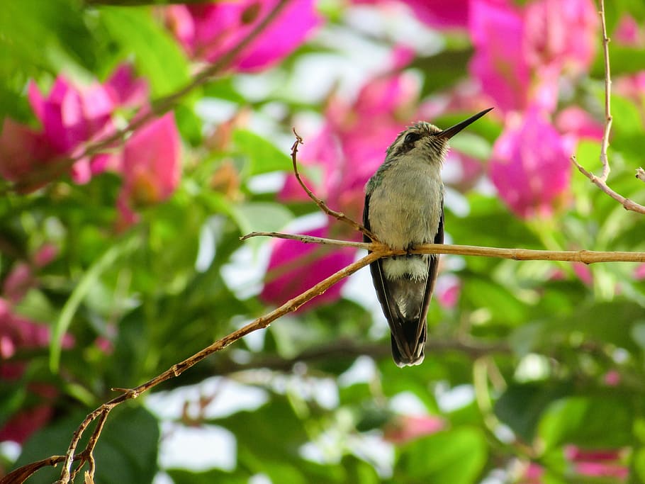 bird, hummingbirds, nature, environment, beija flor, one animal, HD wallpaper