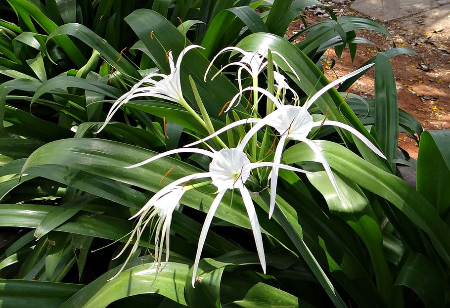 5120x2880px-free-download-hd-wallpaper-spider-lily-hymenocallis