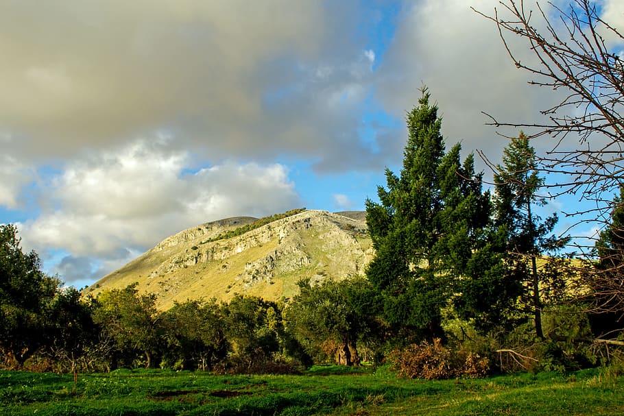 Olive Grove, Trees, Agriculture, campaign, calabria, holy sunday talao, HD wallpaper