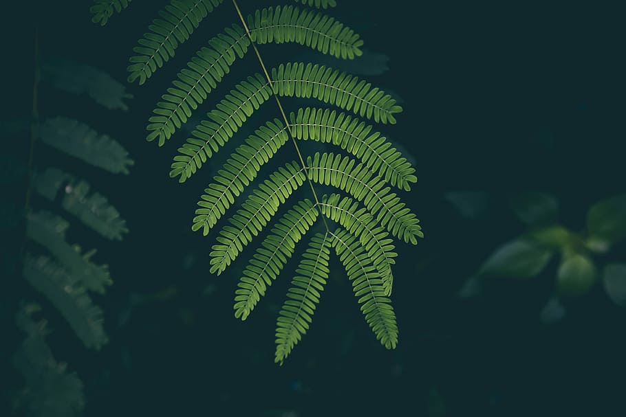 macro shot photography of green plant, depth of field photography of green leafed plant HD wallpaper