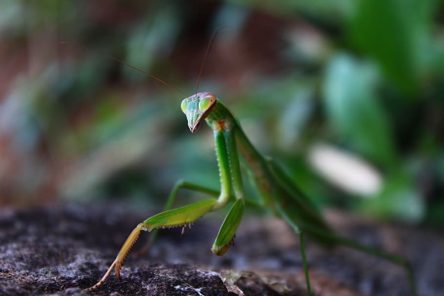 mantis, insect, nature, macro, animal wildlife, animal themes HD wallpaper