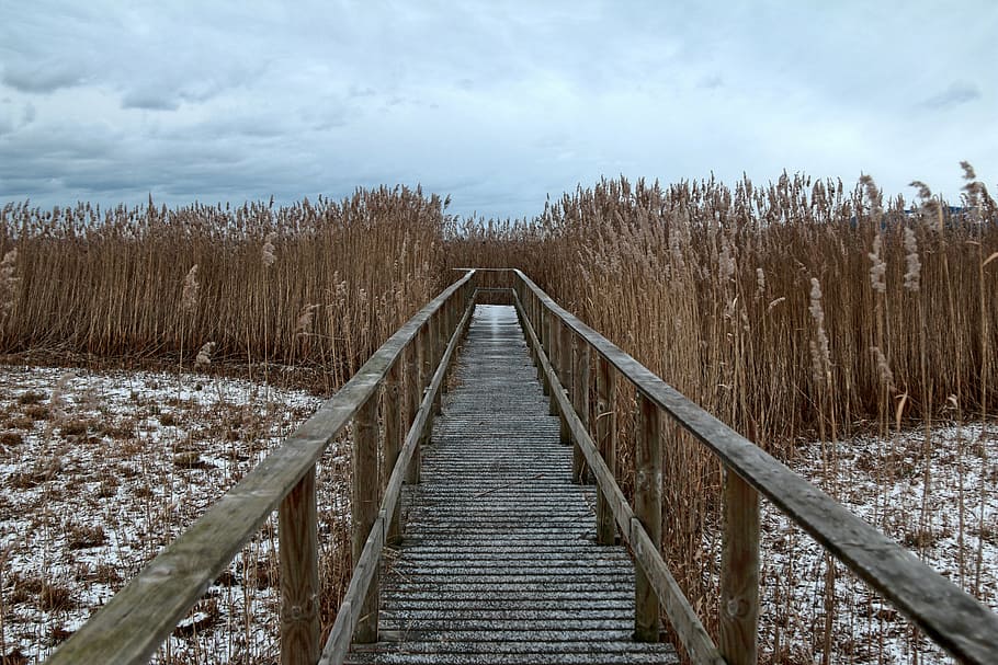 web, away, reed wintry, cold, lonely, wood, nature, hiking HD wallpaper