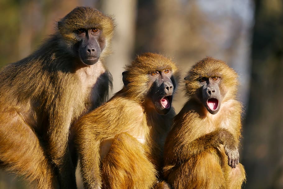 three baboons focus photography, animals, ape, berber monkeys