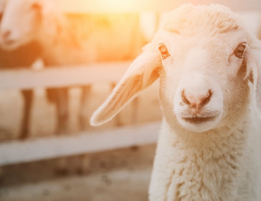 shallow focus photography of sheep, farm, group, flock, animal HD wallpaper
