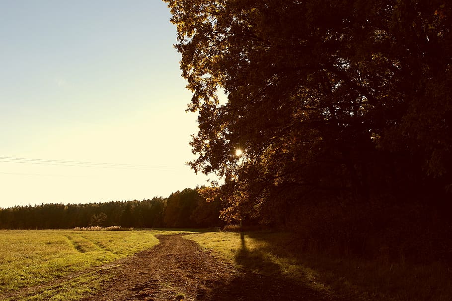 sun rays, landscape, shadow, path, tree, plant, sky, tranquility HD wallpaper