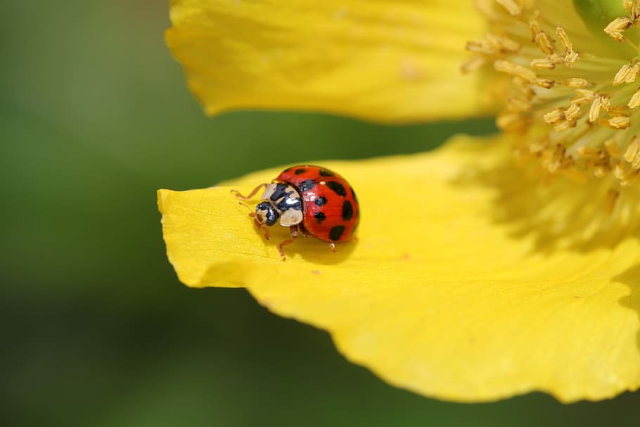 selective focus photography of black and red ladybug peched on yellow petaled flower at daytime
