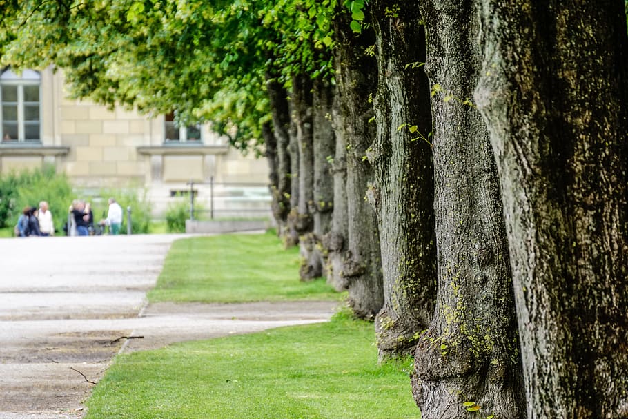 trees, park, urban, plant, tree trunk, incidental people, nature HD wallpaper