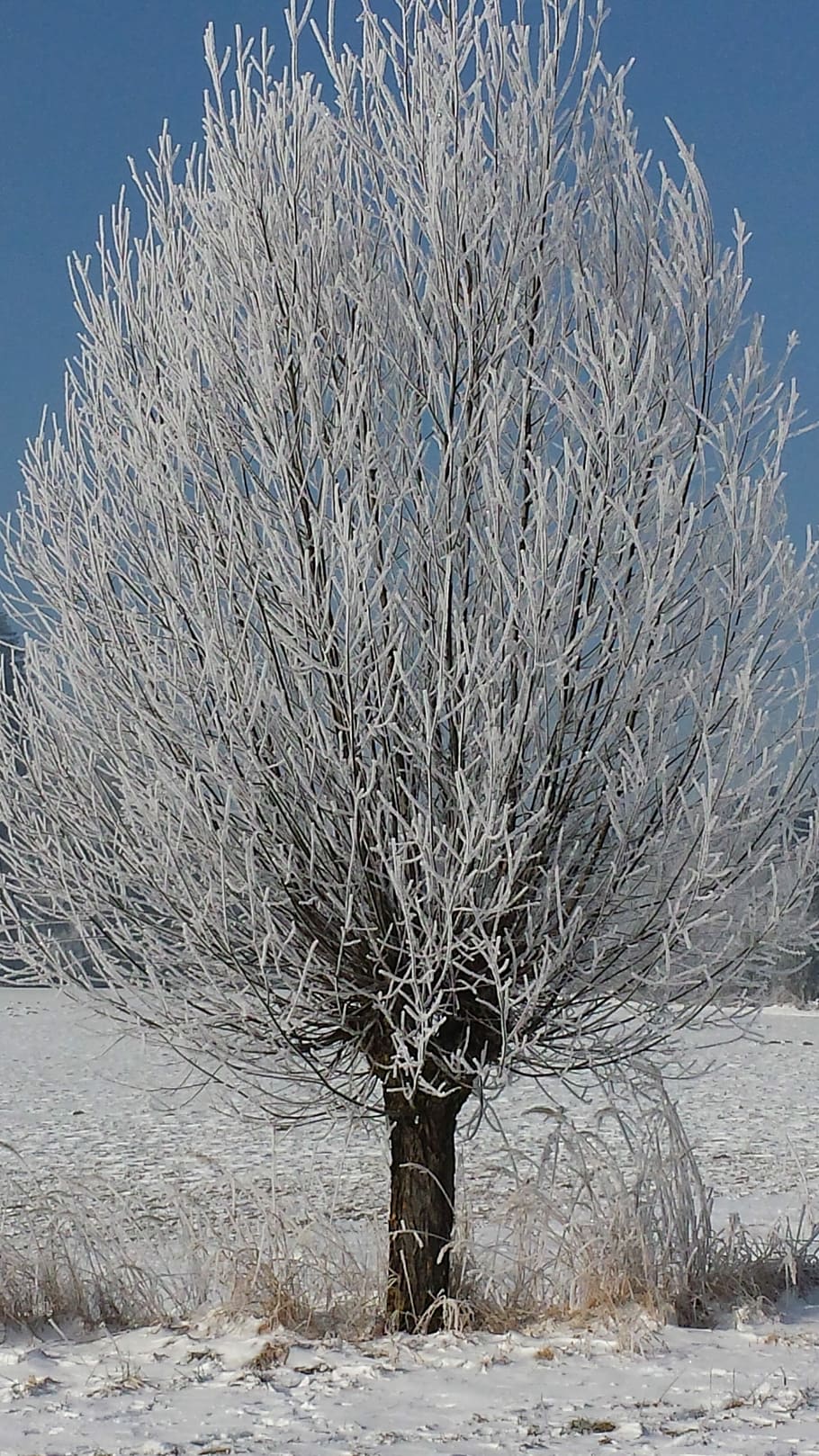 Tree, Hoarfrost, Wintry, winter, snow, nature, cold - Temperature HD wallpaper