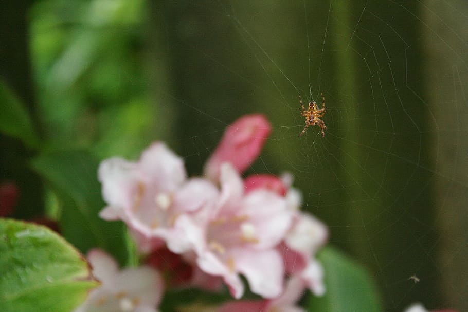 cherry blossom, spider, macro, flower, fragility, close-up HD wallpaper