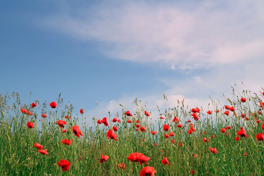red petaled flower field under clear blue sky, Poppies, Red, Field, HD wallpaper