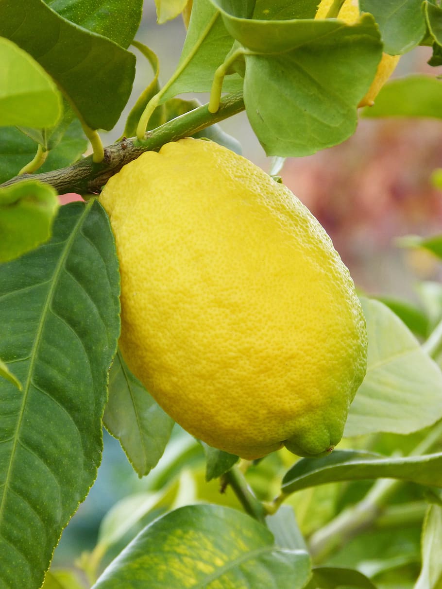Lemon, Citric, Fruit, Mediterranean, leaf, food and drink, growth, HD wallpaper