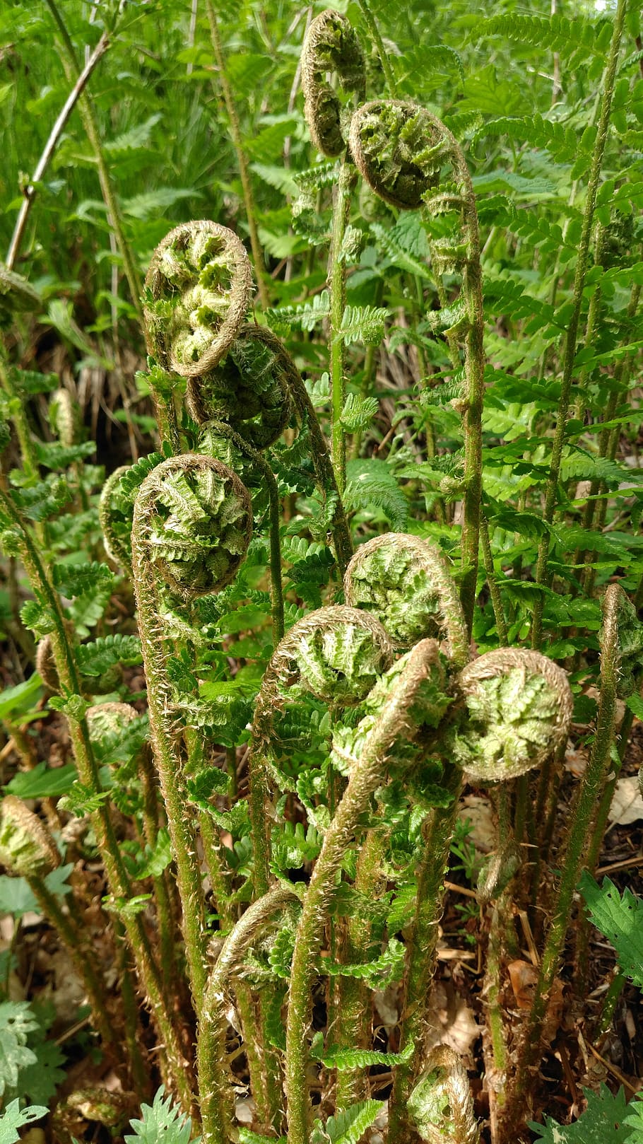 fern, leaf, spiral, nature, plant, floral, greenery, forest, HD wallpaper