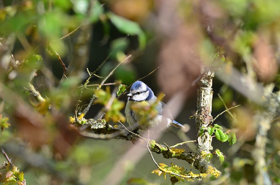 tit, bird, nature, animal themes, animal wildlife, animals in the wild HD wallpaper