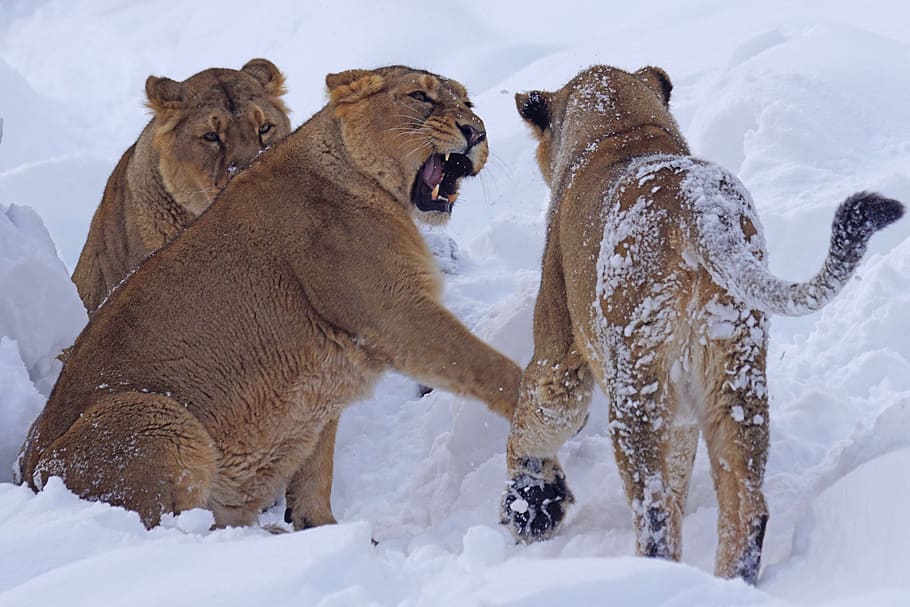 three gray cubs, lion, zoo, predator, group of animals, animal themes HD wallpaper
