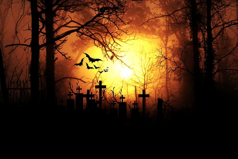 cross tombstones, trees, and bats silhouettes during golden hour, HD wallpaper